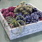 Boho Succulent Box: