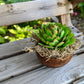 Sola Flowers: Mature Succulent Bowl