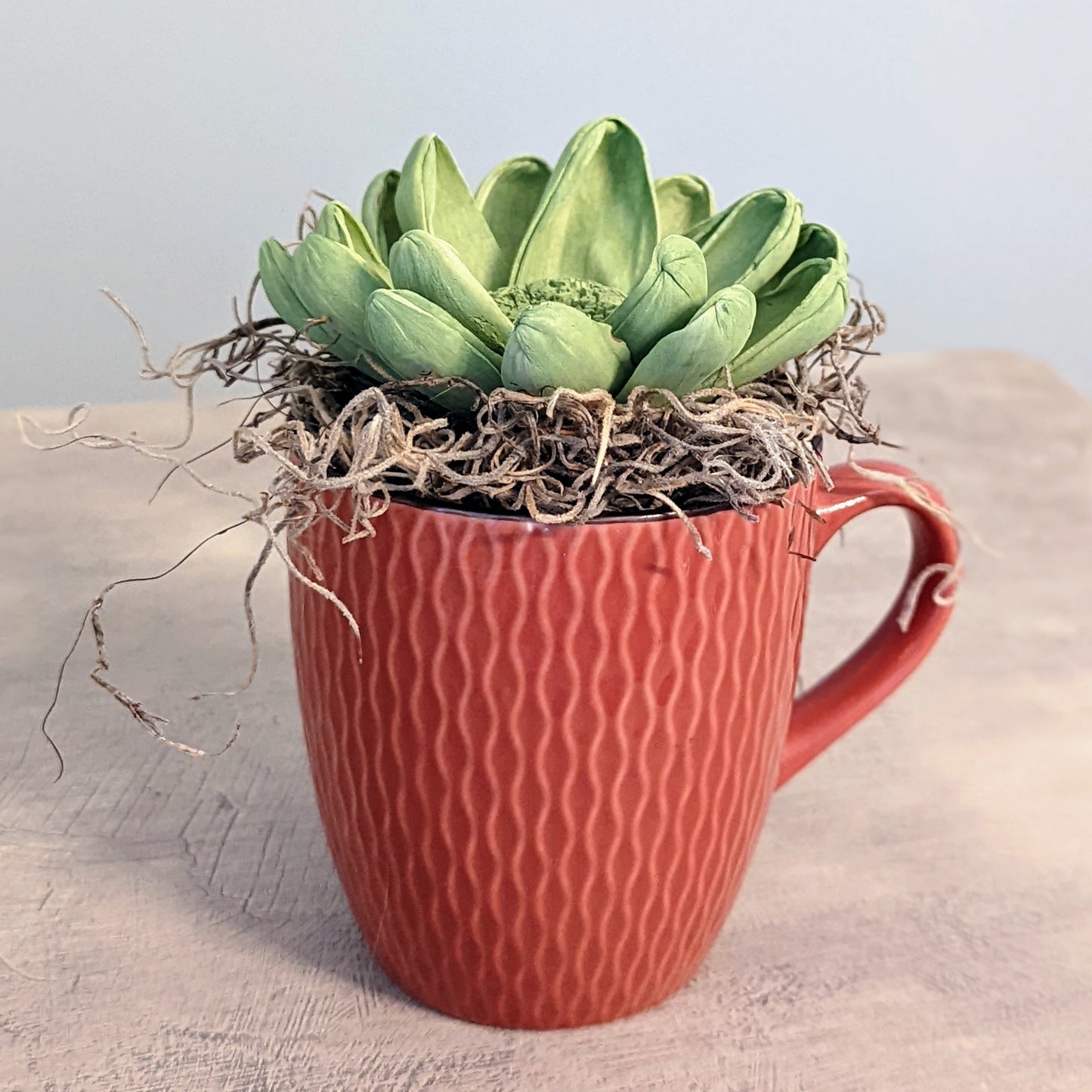 The Cactus Cup: "Pumpkin Spice" Edition