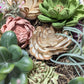Sola Wood Succulents: An Oasis in Soft Pinks and Vibrant Greens